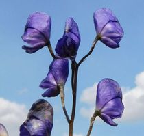 Aconitum napellus subsp. vulgare SDR8752 
